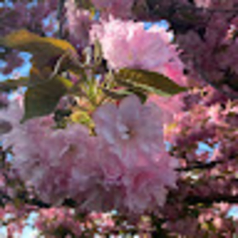 Meet your Posher, Caroline